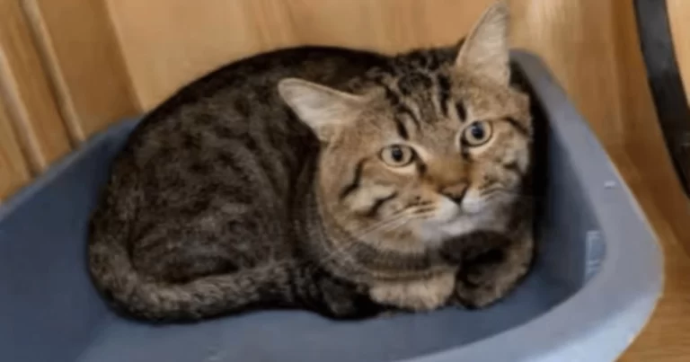 Seekor Kucing Berusia 3 Tahun di Tiongkok  “Dipenjara” Selama 2 Tahun, Sempat Dilelang oleh Pengadilan karena Utang Pemiliknya