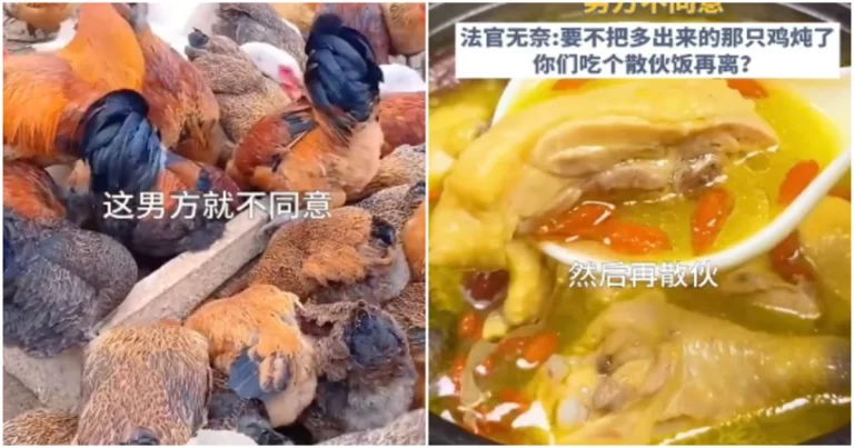 Pasutri Bercerai dan Membagi Harta Gono Gini 53 Ekor Ayam, Bebek, dan Angsa, Akhirnya Tersisa Seekor, Hakim : “Makanlah Bersama Sebelum Bercerai”