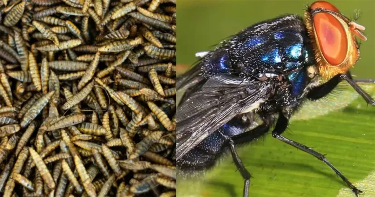 Parasit Mematikan Kembali ke AS Setelah 60 tahun: Bisakah Screwworm Menginfeksi Manusia dan Apakah Menular?