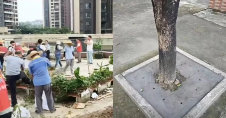 Aksi Pemberantasan Nyamuk Secara Ekstrem di Guandong, Tiongkok Mirip “Tentara Jepang Masuk Desa”, Bahkan Kebun Sayur Disemen Mati