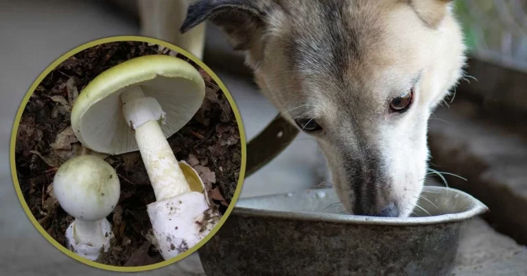 Seorang Ayah di Tiongkok Menguji Jamur Liar pada Anjing Peliharaannya Sebelum Memberikannya kepada Keluarganya, yang Kemudian Seluruh Keluarga Jatuh Sakit