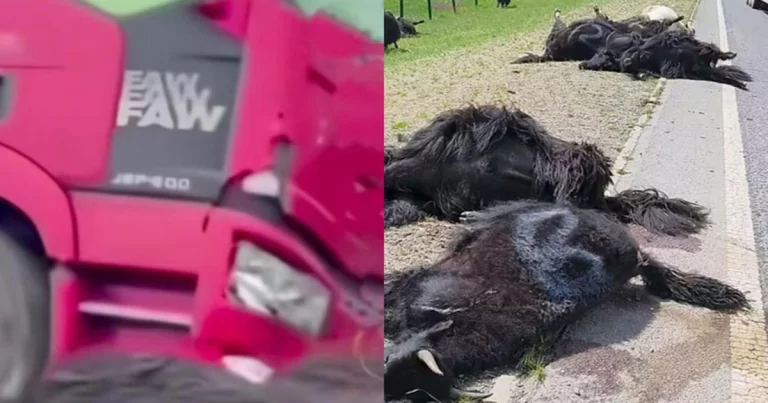 Gerombolan 32 Ekor Yak di Gansu, Tiongkok  Menyeberang Jalan, 16 Ekor Mati Ditabrak Truk Besar