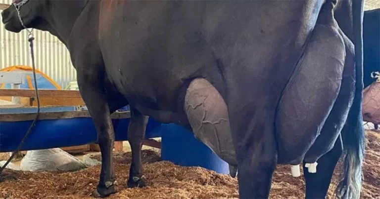 Sapi di Brasil Hasilkan 343 Liter Susu dalam Tiga Hari, Pecahkan Rekor Baru