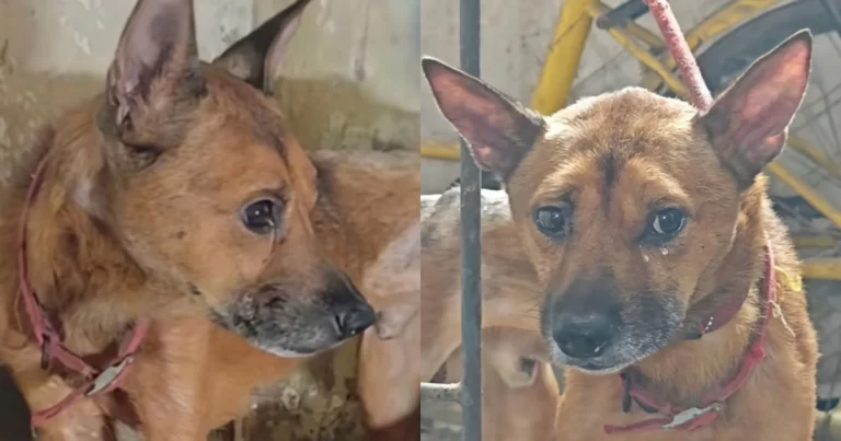 Dua Ekor Anjing  Menjaga Jenazah Majikannya Selama Seminggu Tanpa Makan dan Minum, Salah Satunya Menangis Saat Dibawa Pergi