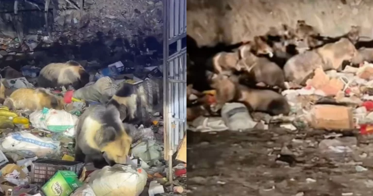 Mengejutkan! 30–40 Ekor Beruang Ditemukan Makan Sampah di Tempat Pembuangan Sampah di Tibet