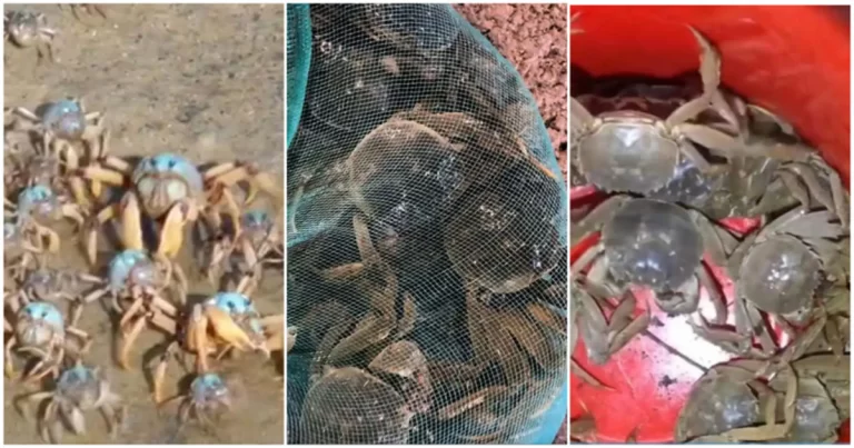 Fenomena Tak Biasa! Ribuan Kepiting Naik ke Jalanan di Tianjin, Tiongkok, Warga Berbondong-bondong “Berburu Kepiting” di Malam Hari