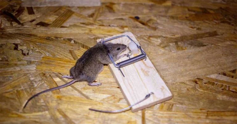 Perangkap Tikus