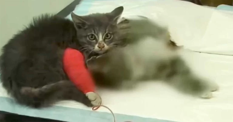 Seekor Anak Kucing yang Makan Tanah