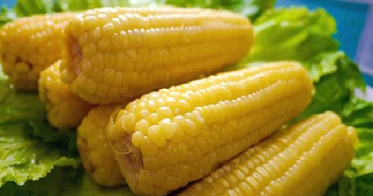 Jagung di Meksiko Sudah Matang