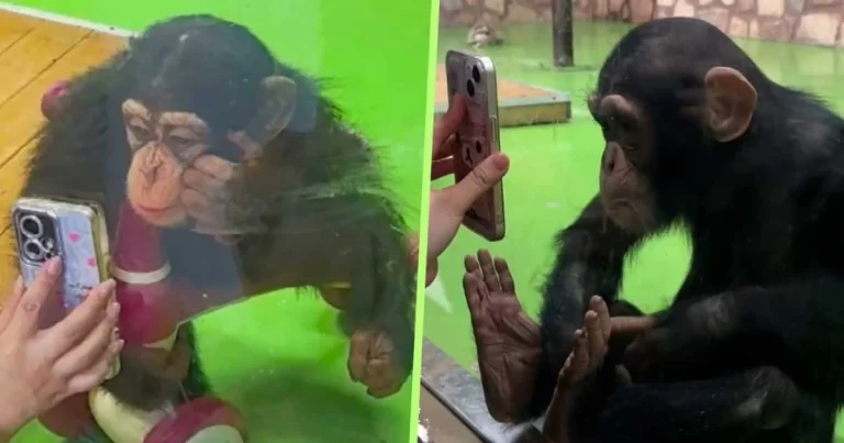 Kebun Binatang di Tiongkok Larang Pengunjung Mempertontonkan Video Pendek pada Simpanse Karena Khawatir Gangguan Penglihatan