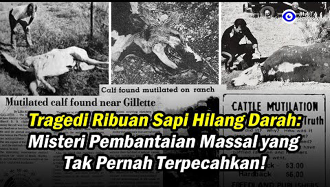 “Tragedi Ribuan Sapi Hilang Darah: Misteri Pembantaian Massal yang Tak Pernah Terpecahkan!”