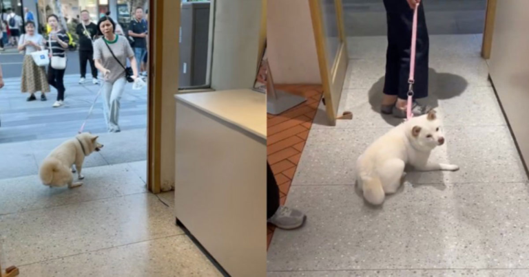(Video) Viral Anjing Rakus di Jalan Shiquan, Suzhou, Tiongkok, Menolak Pergi Sebelum Diberi Makan