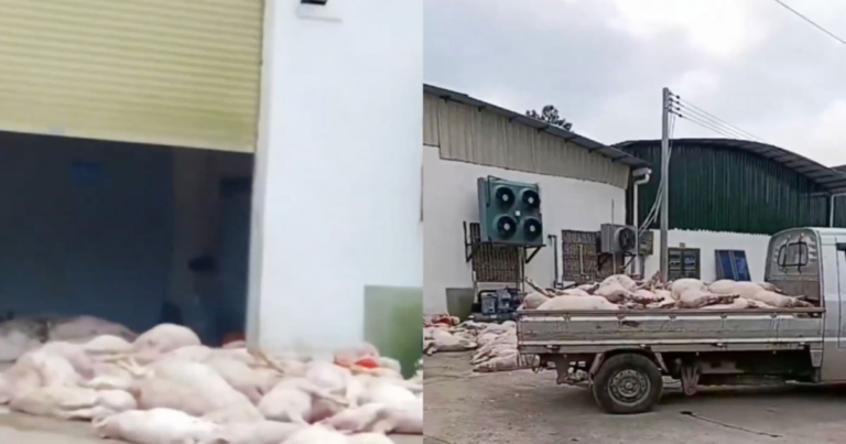 (Video) Tiongkok Dilanda Wabah Demam Babi Afrika, Perusahaan Daging Borong Babi Mati dalam Jumlah Besar