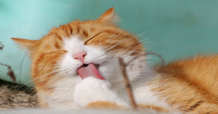 Kucing Relatif Kebal terhadap Tetanus