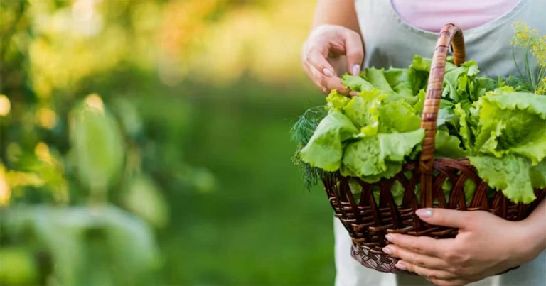 Mengapa Wanita Taiwan Merayakan Festival Pertengahan Musim Gugur dengan Mencuri Daun Bawang di Kebun Tetangga
