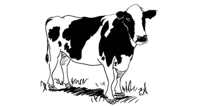 Pendeta Menjual Sapi Perah