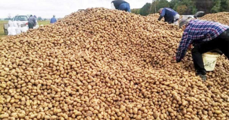 Petani Kehilangan 150 Ton Kentang Setelah Unggahan Media Sosial yang Mengaku Akan Membagi-Bagikannya