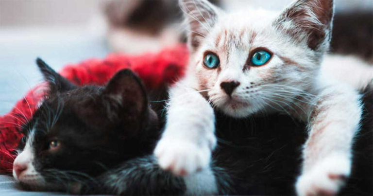 Pria Setuju Membayar “Nafkah Kucing” Hingga 10 Tahun Setelah Perceraian