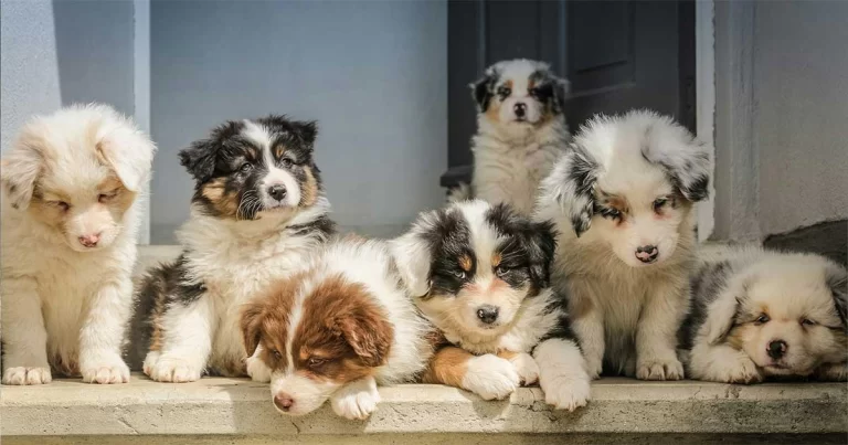 Tujuh Anak Anjing