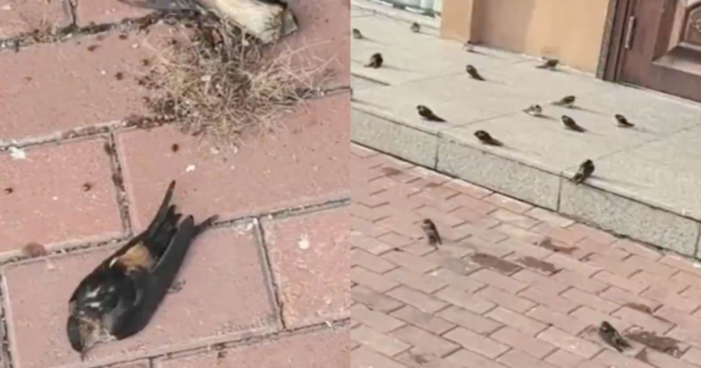 Video Fenomena Tak Wajar Terjadi di Tiongkok Utara: Sejumlah Besar Burung Layang-layang Mati Kedinginan Karena Tak Bermigrasi ke Daerah Selatan