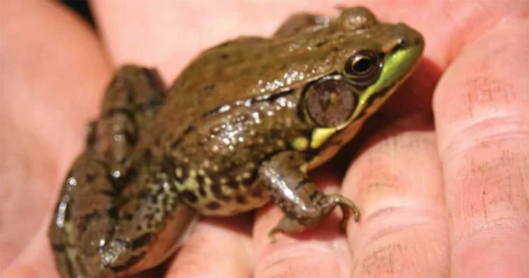 Wanita Telan Delapan Katak Hidup untuk Sembuhkan Sakit Punggungnya