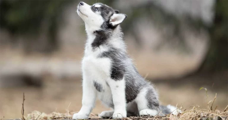 Inspirasi Karier dari Seekor Anak Anjing