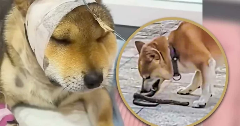 Anjing di Tiongkok Mempertaruhkan Nyawa demi Menyelamatkan Pemiliknya dari Ular, Digigit, dan Pulih dalam Kondisi Stabil