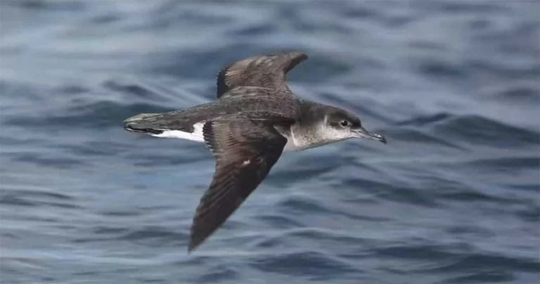 Burung Laut Langka Berkembang Biak di Pulau Rathlin untuk Pertama Kalinya dalam Beberapa Dekade