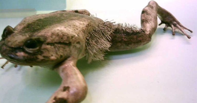 Katak ‘Wolverine’ Mematahkan Tulangnya Sendiri untuk Mengubahnya Menjadi Cakar Tajam
