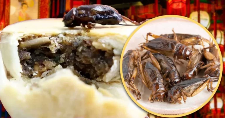 Jangkrik Kering yang Digunakan Sebagai Isian Kue Bulan Memicu Kekhawatiran di Tiongkok Tentang Potensi Pilihan Kecoak