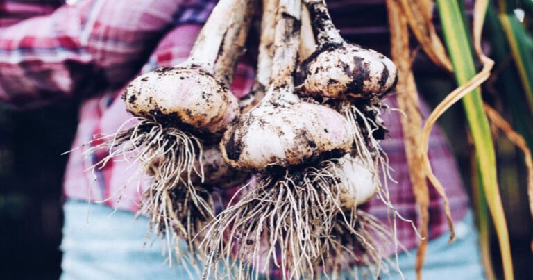 Dari Kebun ke Dapur: Banyak Manfaat Bawang Putih