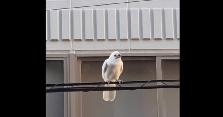 Kemunculan Langka “Gagak Putih” di Kyoto, Jepang 