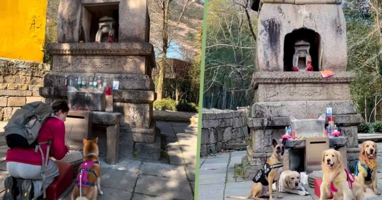 Pemilik Hewan Peliharaan di Tiongkok Menghormati Dewa Anjing, Mempersembahkan Makanan Anjing, dan Meletakkan Tali Kekang di Abu Dupa untuk Memohon Berkah