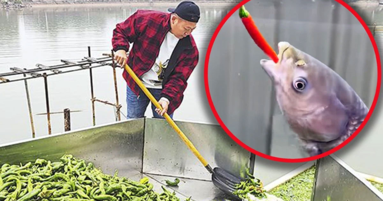 Pemilik Kolam di Tiongkok Memberi Makan Ikan Lebih dari 5.000 Kg Cabai Setiap Hari Agar Rasanya ‘Lebih Enak’