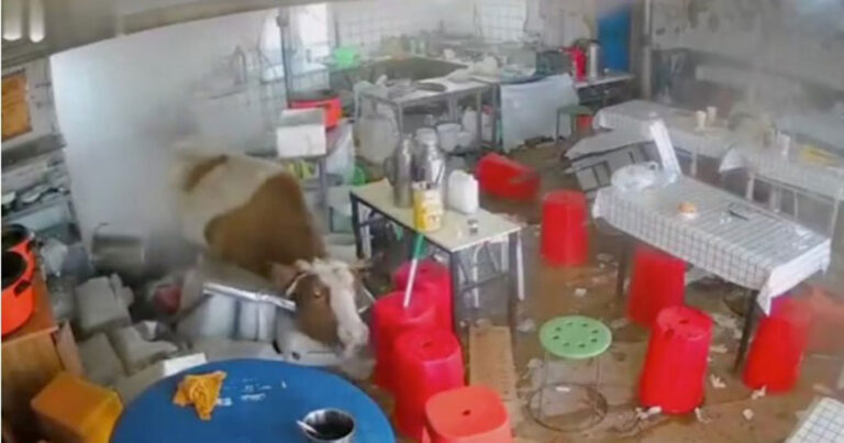 Video Seekor Sapi Menerobos Masuk  ke Warung Mi, Menabrak Kompor Hingga Panci Besar Terbalik — Pemilik dan Pelanggan Kabur Tunggang-langgang