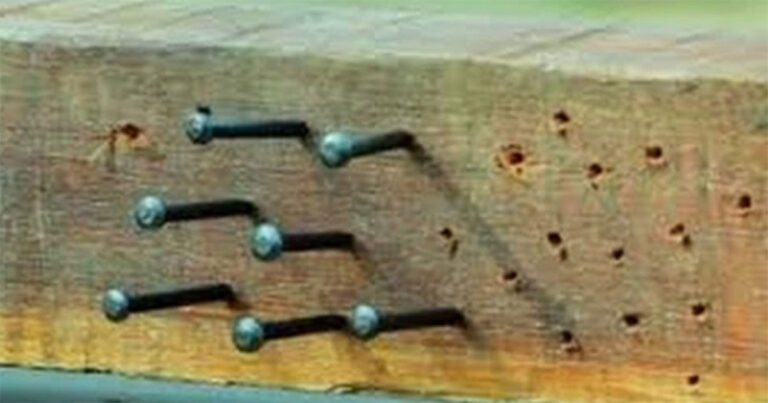 Paku 