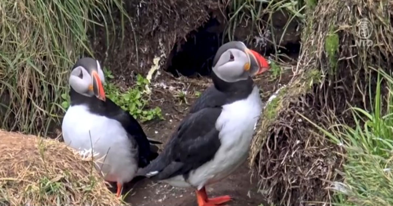 Tradisi Unik Warga Islandia: “Melempar” Burung Puffin dari Tebing Demi Menyelamatkan Mereka