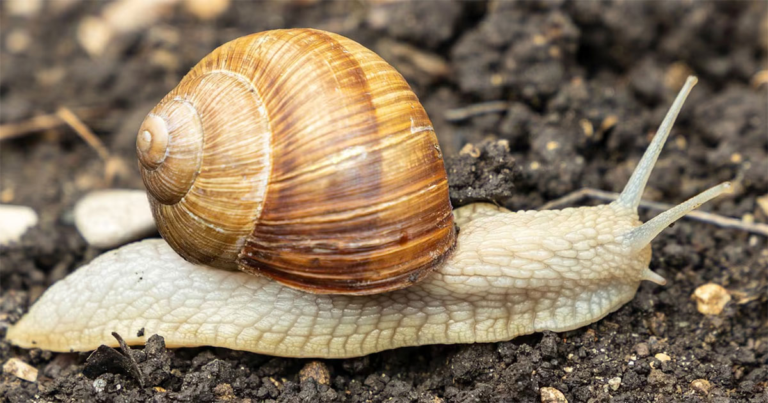 Kisah Inspiratif — “Siput yang Naik ke Pesawat Terbang”