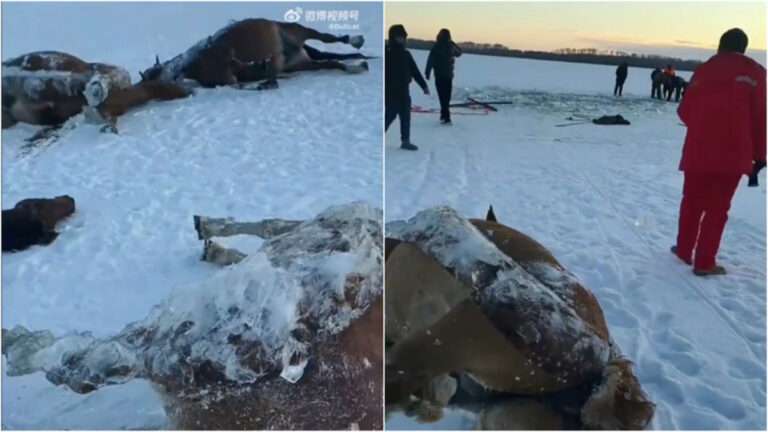 13 Kuda Mati Membeku di Bawah Lapisan Es Waduk di Provinsi Heilongjiang,  Netizen: “Sungguh Menyedihkan!