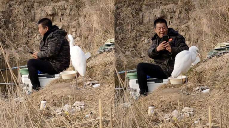 Pemancing Tak Sengaja Bertemu Burung Kuntul Putih yang “Tahu Tata Krama”, Tidak Mencuri atau Merebut Makanan, Menunggu dengan Tenang Diberi Makan 