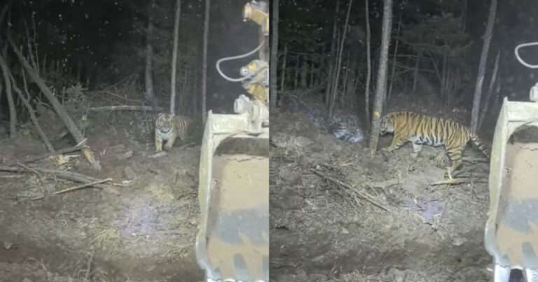 Video Seorang Wanita Bertemu dengan Harimau Siberia Saat Mengoperasikan Ekskavator di Pegunungan Pada Malam Hari 