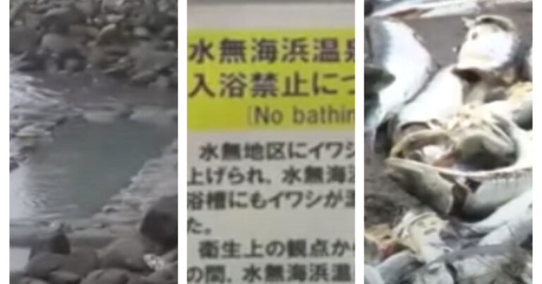 Video Sejumlah Besar Ikan Sarden Mati Terdampar di Pantai Hokkaido, Pemandian Air Panas Terbuka Ditutup untuk Umum