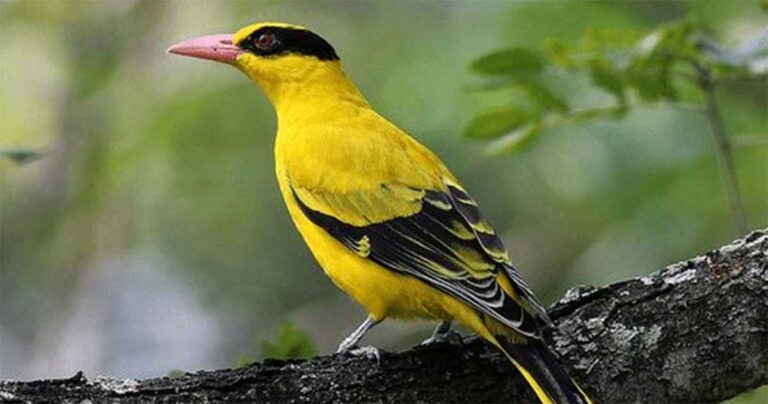 Inspirasi dari Burung Kepodang Emas
