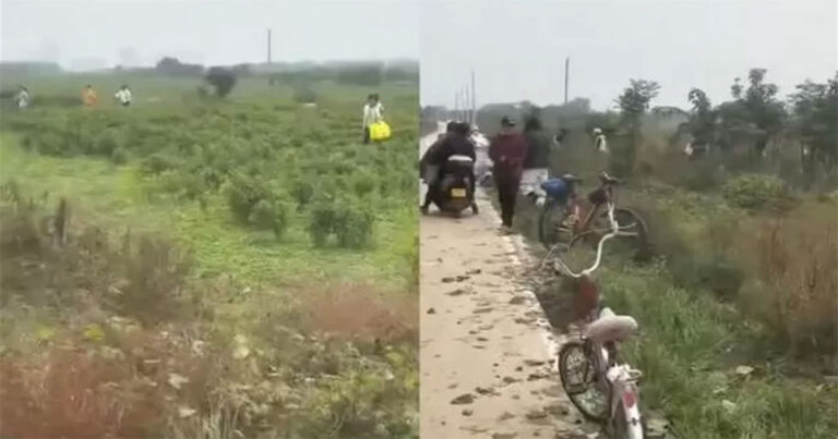 Postingan Viral di Media Sosial Bikin Ladang Cabai Milik Petani Dijarah Massal