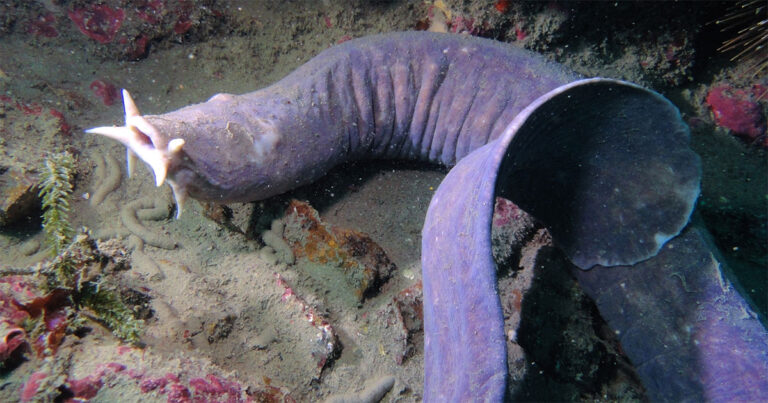  Fenomena Belut Buta