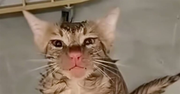 Kucing di Tiongkok Selamat Setelah Terjebak di Mesin Cuci yang Sedang Beroperasi, Hanya Mengalami Luka Ringan di Hidungnya