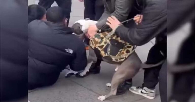 Video: Polisi Tidak Menuntut Pemilik Setelah Pitbull Menyerang Bayi Berusia 1 Tahun di New York