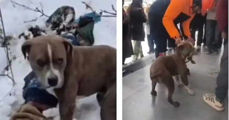 Video: Pemilik Meninggal di Salju Himachal, Anjing Pitbull Peliharaannya Menjaga Selama 4 Hari