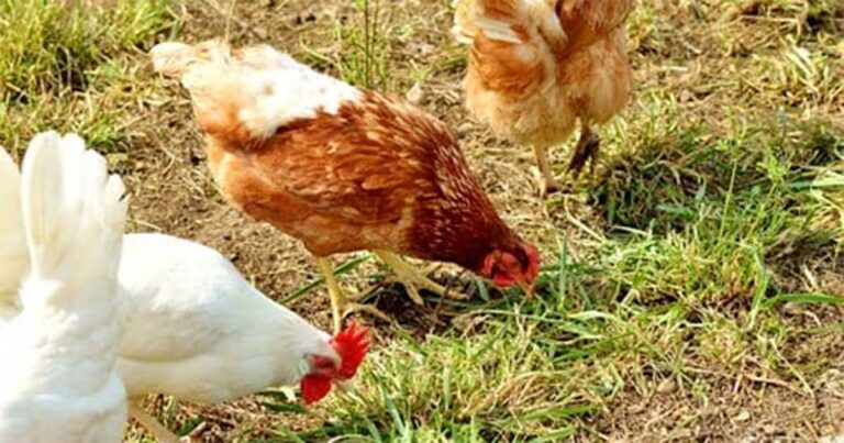 Ayam Betina Milik Tetangga