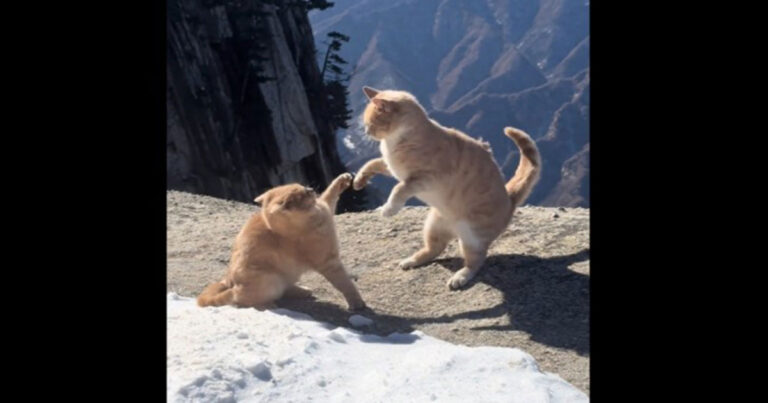 Video Dua Anak Kucing Oranye “Berduel” di Puncak Gunung Huashan, Tiongkok,  Aksinya Sangat Menegangkan 